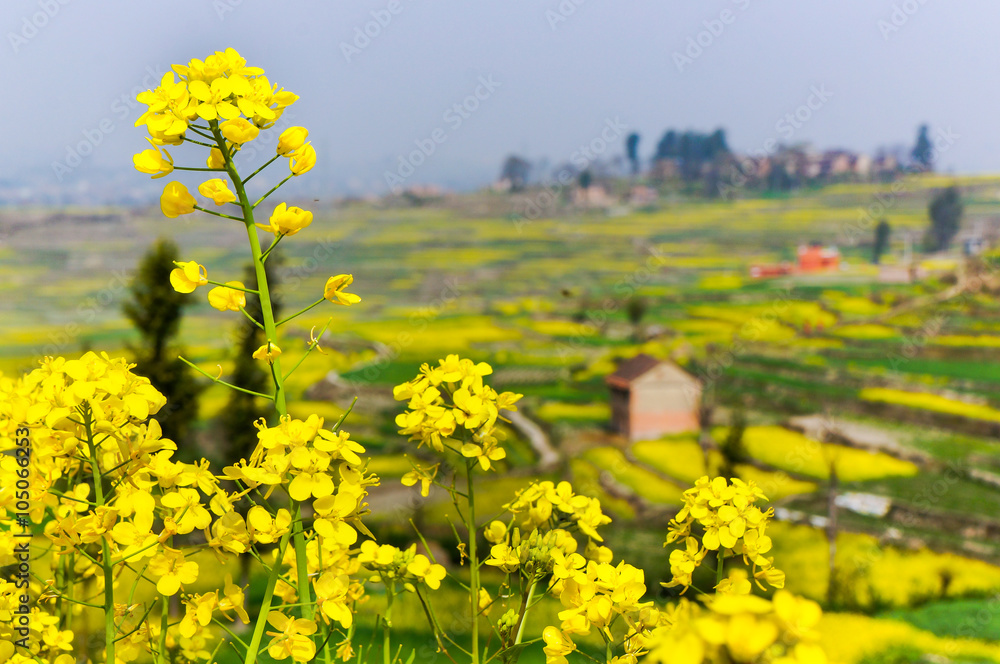 Obraz premium Blossom bustard Nepal