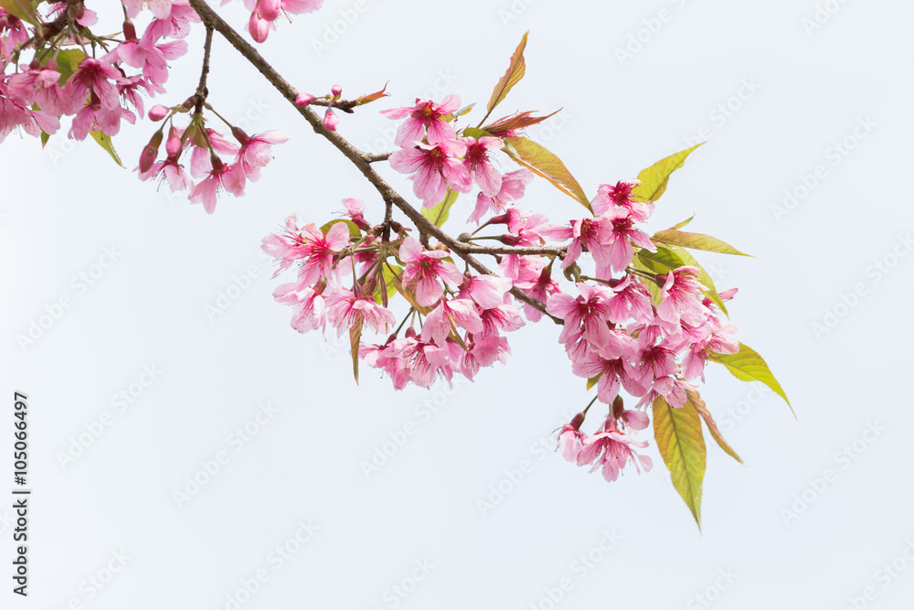 Prunus cerasoides Prunus cerasoides