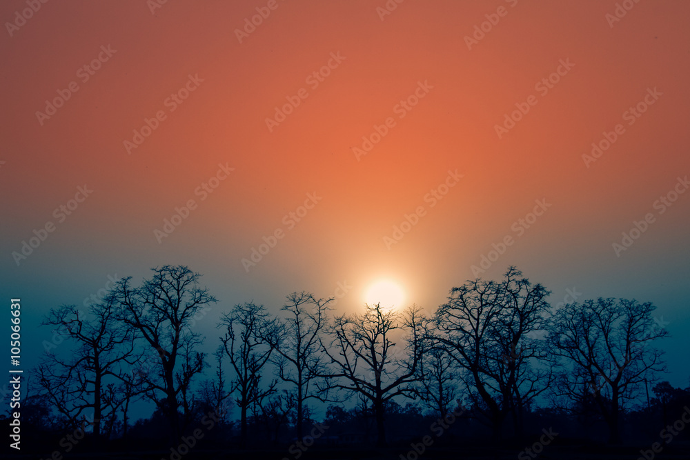 Fototapeta premium Forest sunset