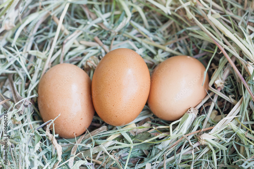 eggs in nest eggs in nest