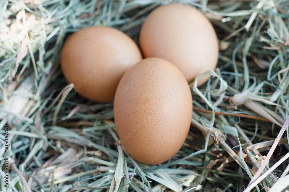eggs in nest eggs in nest