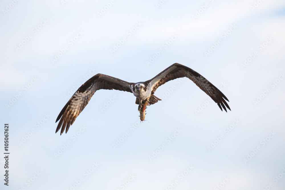 Fototapeta premium Osprey carrying a fish