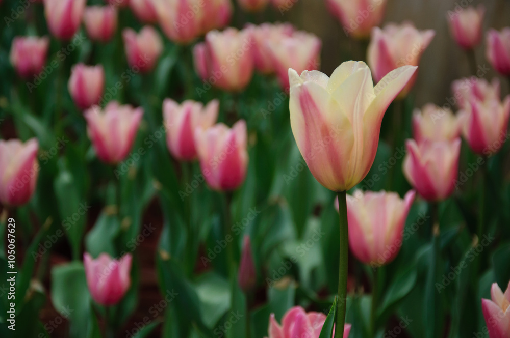 Naklejka premium The beautiful blooming tulips in garden