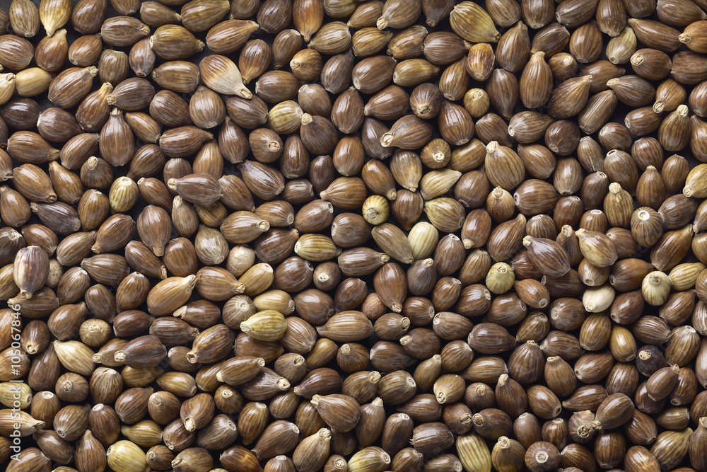 Job's tears with husks , Adlay , Tear grass Job's tears with husks , Adlay , Tear grass