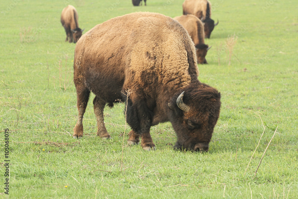 Bison grazing at Neal Smith Wild Life refuge, Prairie City, Iowa