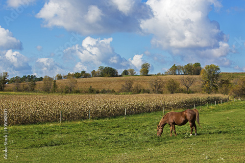 Foto Belgian Draft Horse grazing in a country pasture