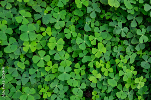 green clover leaves background