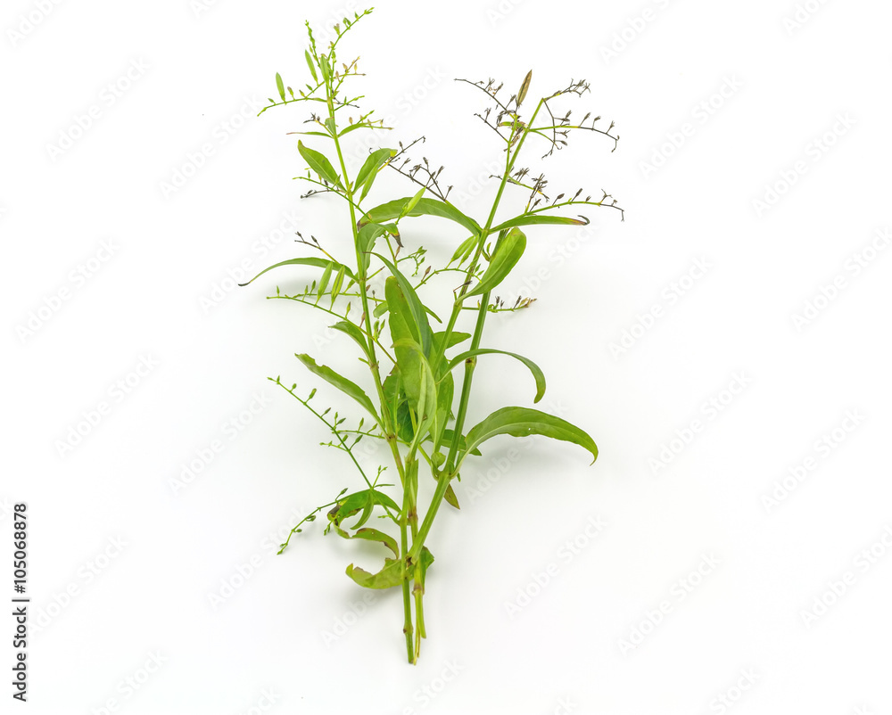 Fototapeta premium Fresh of Andrographis paniculata plant on white background use for herbal