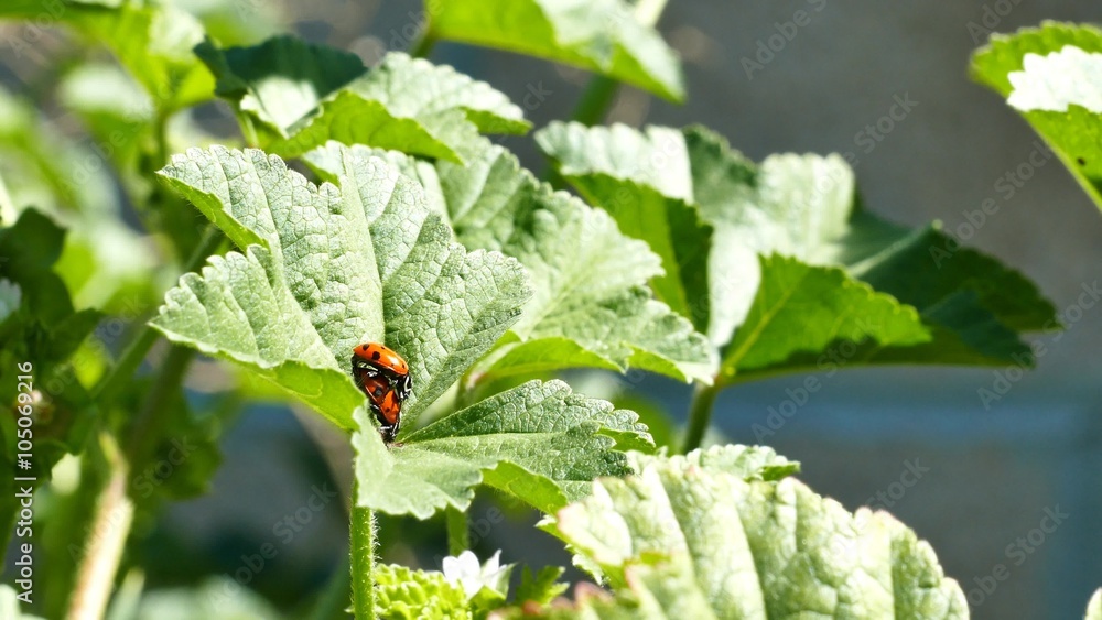A pair of ladybird beetles mating on a leaf in spring, morning sunlight A pair of ladybird beetles mating on a leaf in spring, morning sunlight