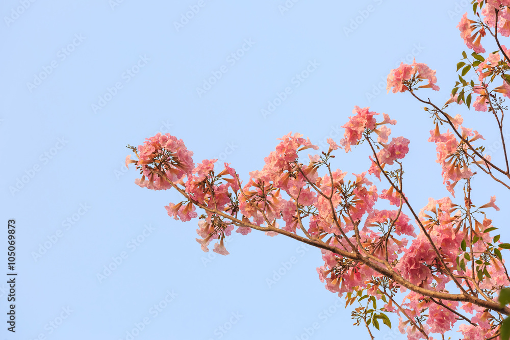 Pink Trumpet flower Pink Trumpet flower