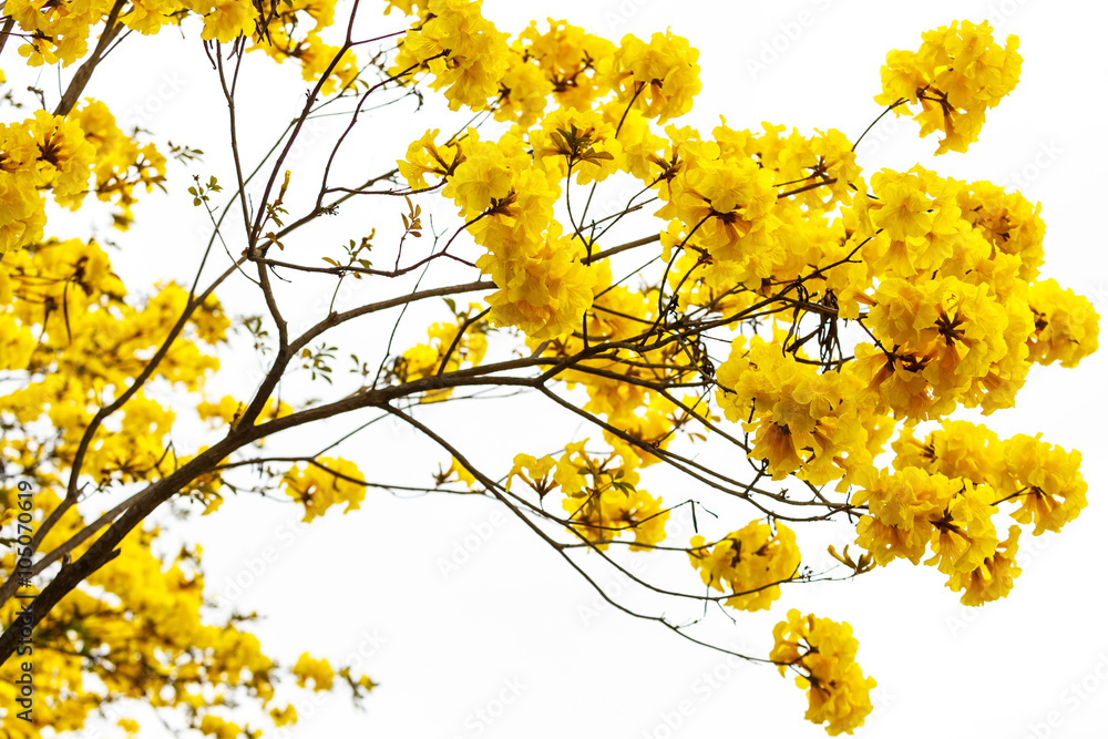 ellow tabebuia flower blossom on white background