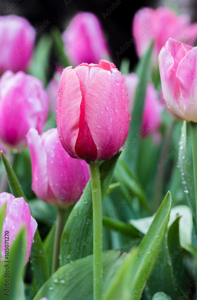 Naklejka premium Beautiful bouquet of pink tulips
