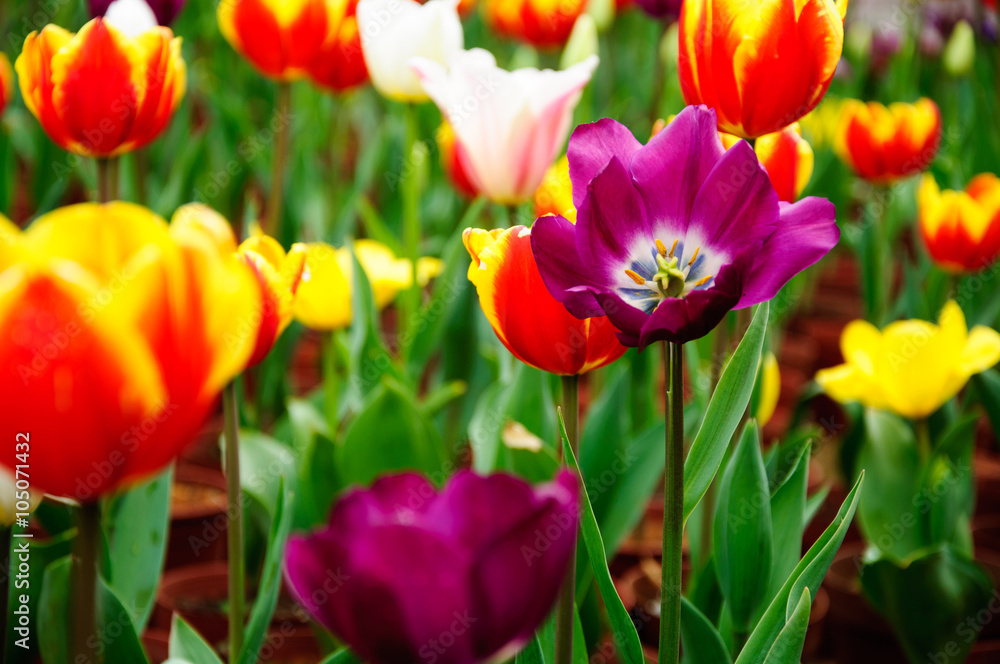 The beautiful blooming tulips in garden The beautiful blooming tulips in garden