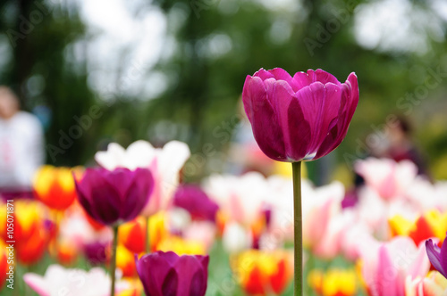 The beautiful blooming tulips in garden 