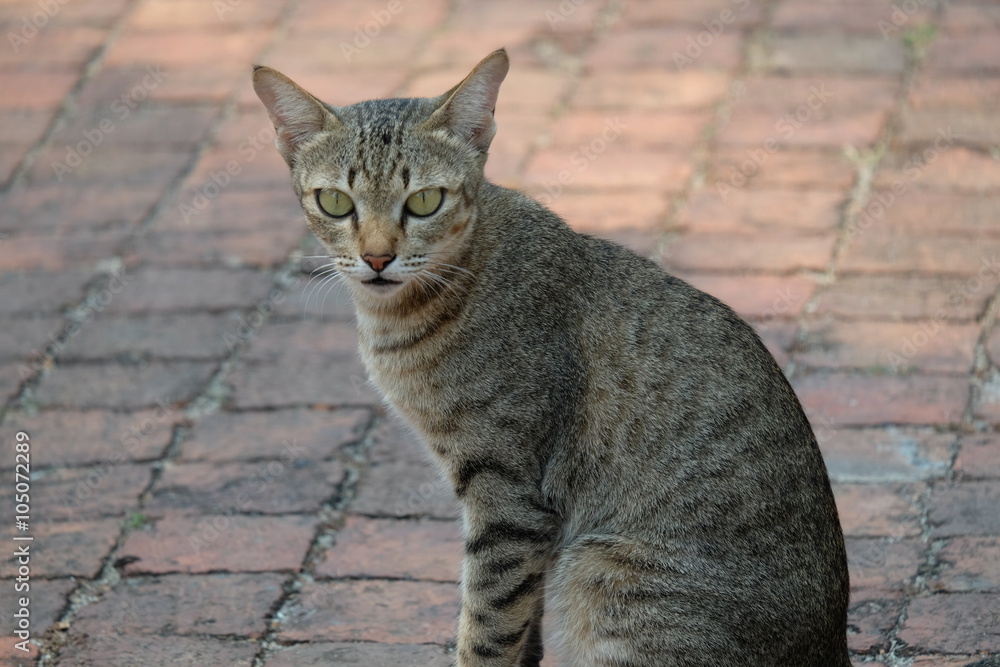 Obraz premium street lonely cat