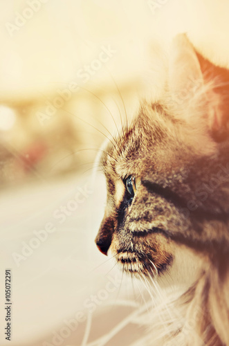 american curl cat looking outside , vintage filtter tone photo