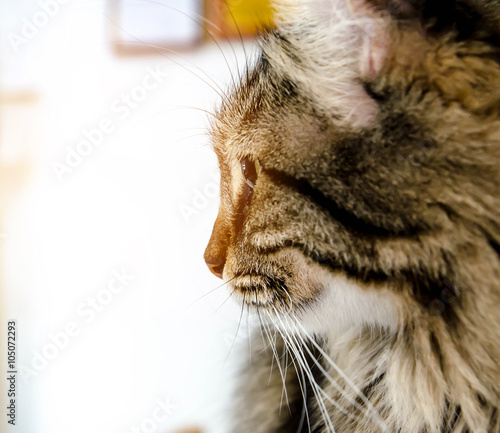 american curl cat looking outside , vintage filtter tone photo