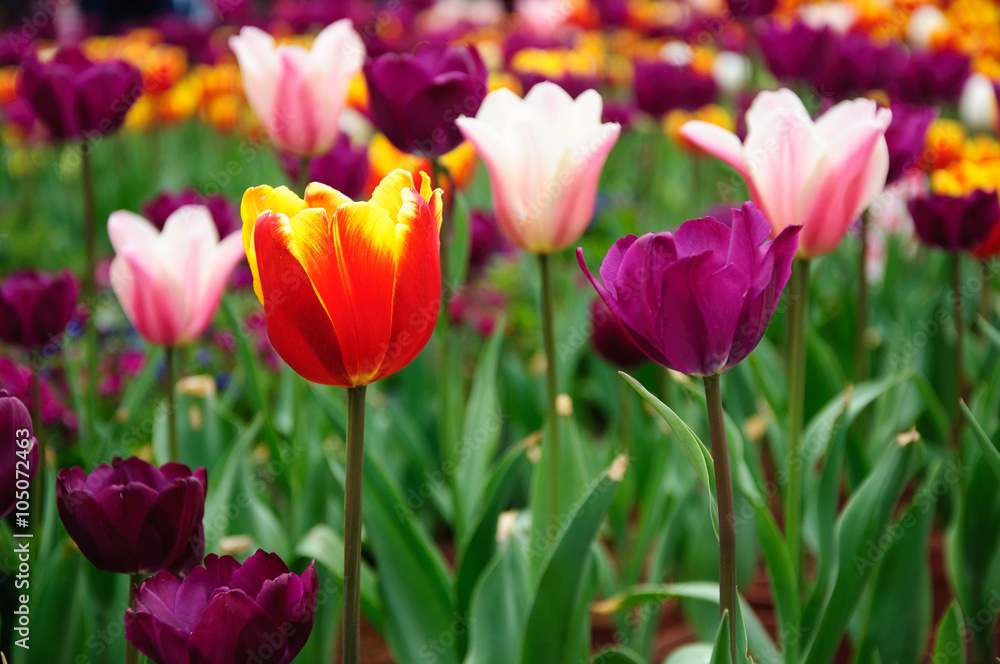 The beautiful blooming tulips in garden 