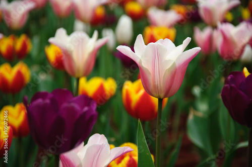 Fototapeta Naklejka Na Ścianę i Meble -  The beautiful blooming tulips in garden 