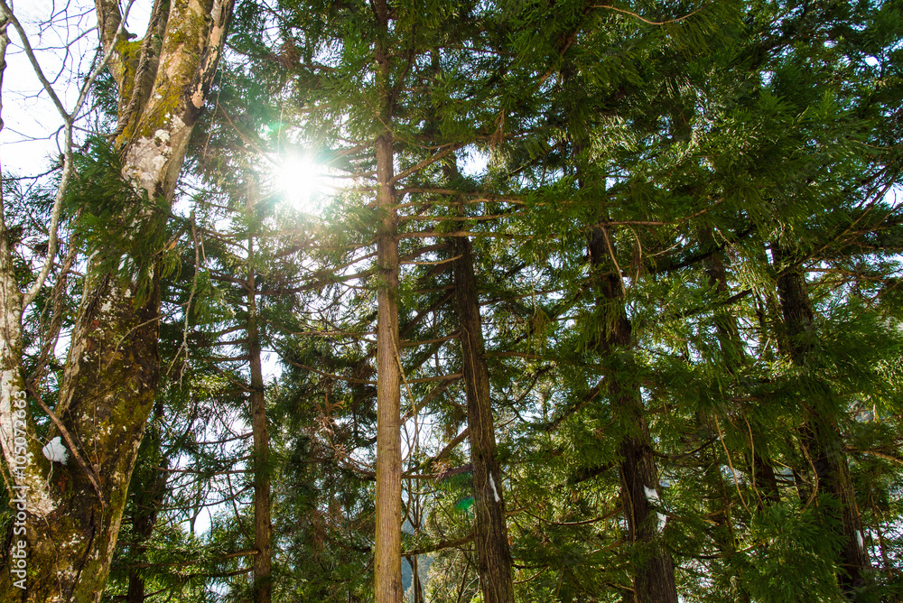 Fototapeta premium Tree and sunlight