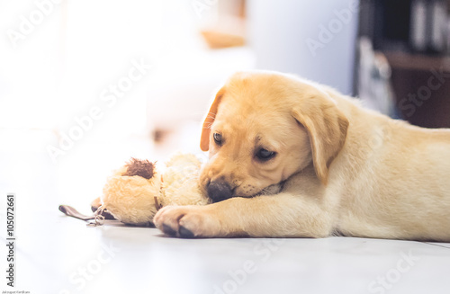 Labrador retriever puppy playing doll backlit