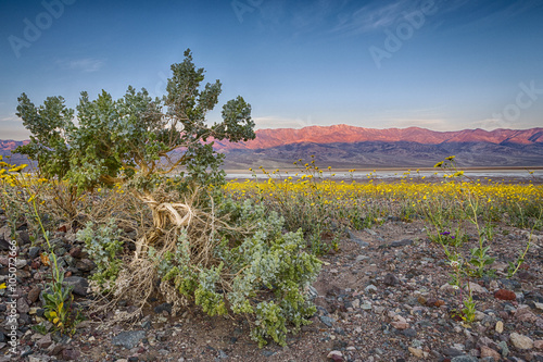 Death Valley wildflower bloom sunrise