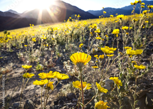 Sun rays shining through flowers at Death Valley National Park