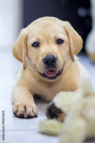 Labrador retriever puppy playing doll look up