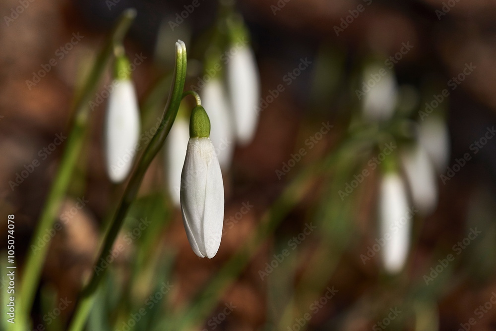 Delicate Snowdrop flower is one of the spring symbols telling us winter is leaving and we have warmer times ahead. Fresh green well complementing the white blossoms.nature Delicate Snowdrop flower is one of the spring symbols telling us winter is leaving and we have warmer times ahead. Fresh green well complementing the white blossoms.nature