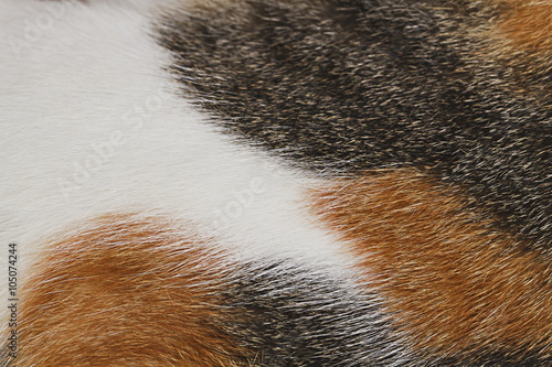 Cat fur texture for pattern and background