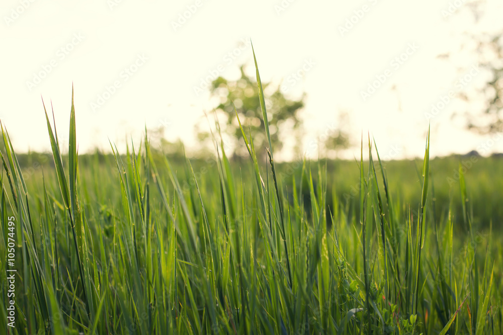 Fototapeta premium green grass in sunset light