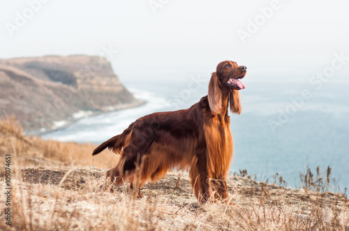 Red irish setter at Russian Island photo