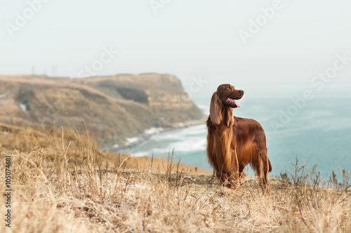 Red irish setter at Russian Island