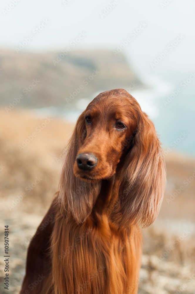 Red irish setter 
