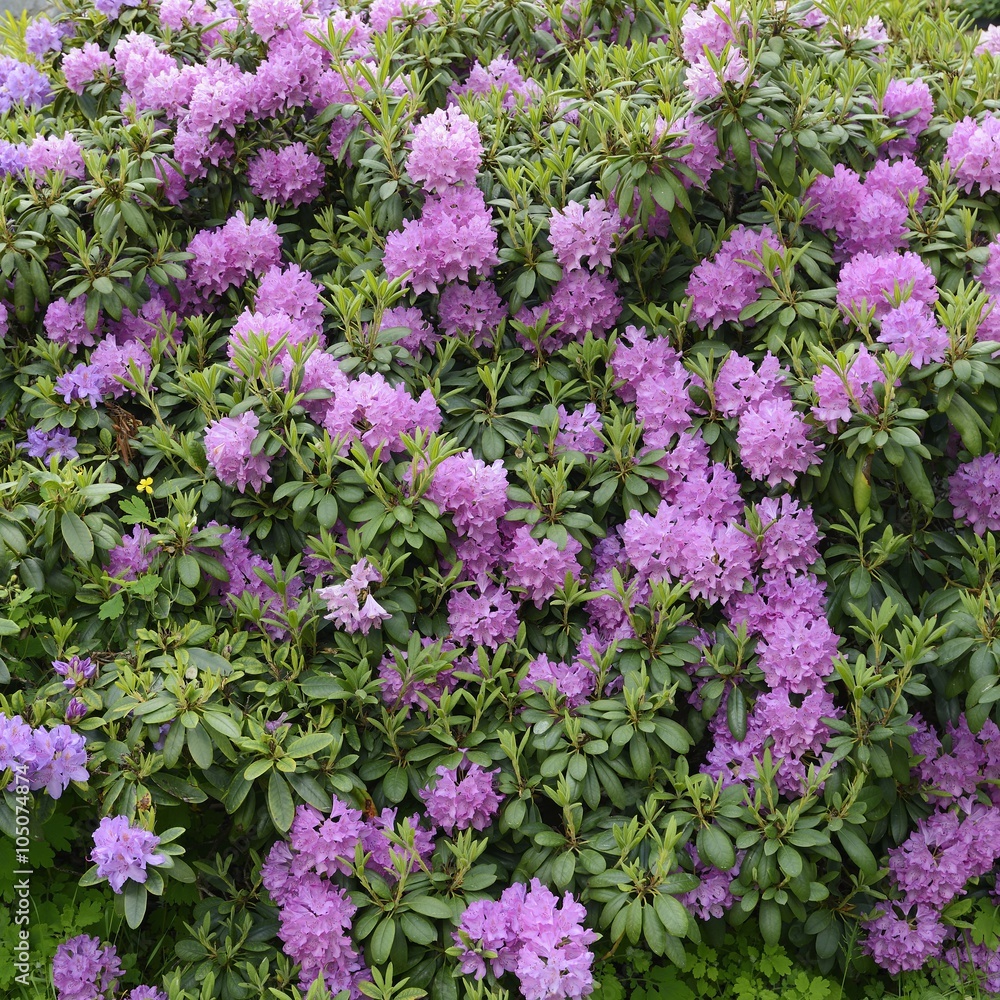 Rhododendrons starting to bloom. Rhododendrons starting to bloom.