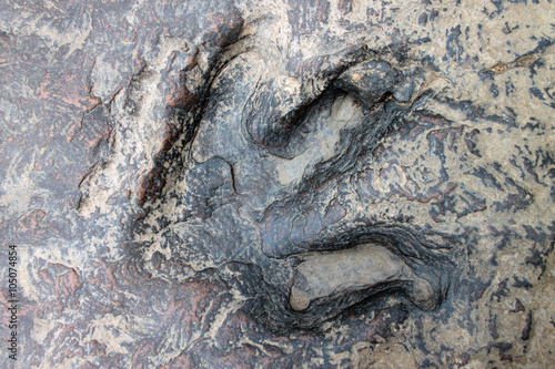 dinosaur footprint