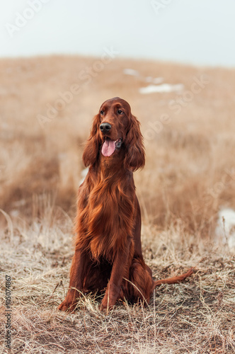 Obraz na płótnie Red Irish setter sitting
