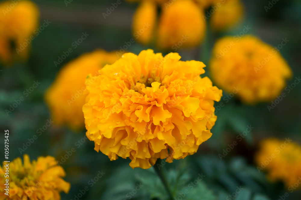 Marigold in the garden Marigold in the garden