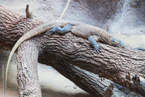 Famous Komodo dragon - world largest lizard