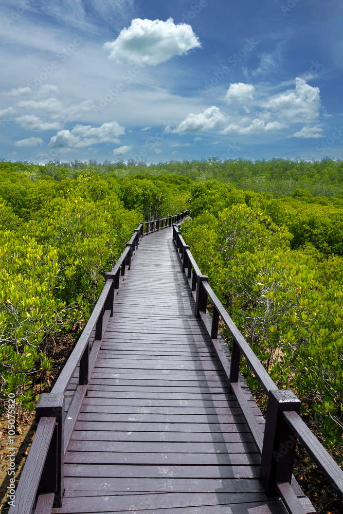 Mangrove forest trail