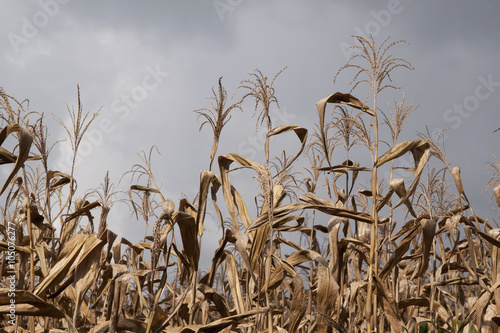 Dry corn plants in the farm