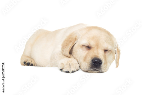 labrador puppy sleeping