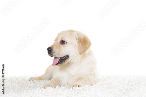 Labrador puppy on a fluffy carpet