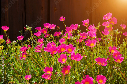 Portulaca flower