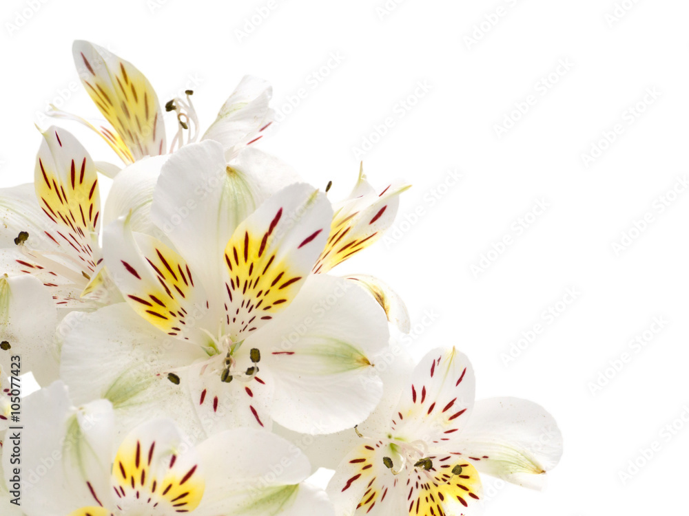 White alstroemeria flowers