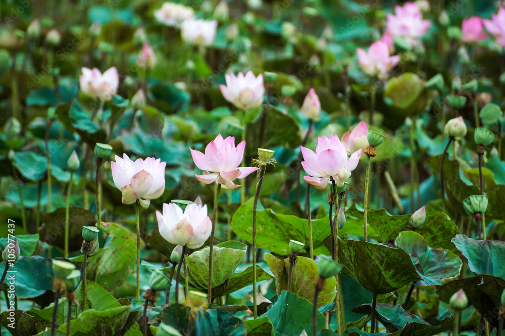 Blooming lotus flower in the farm, Thailand. Blooming lotus flower in the farm, Thailand.