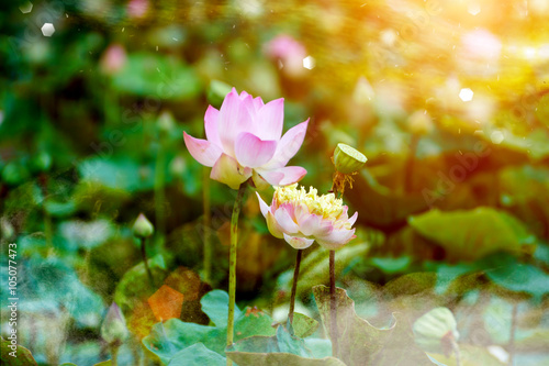 Blooming lotus flower in the farm  Thailand.