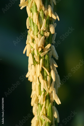 Macro of Corn flower.