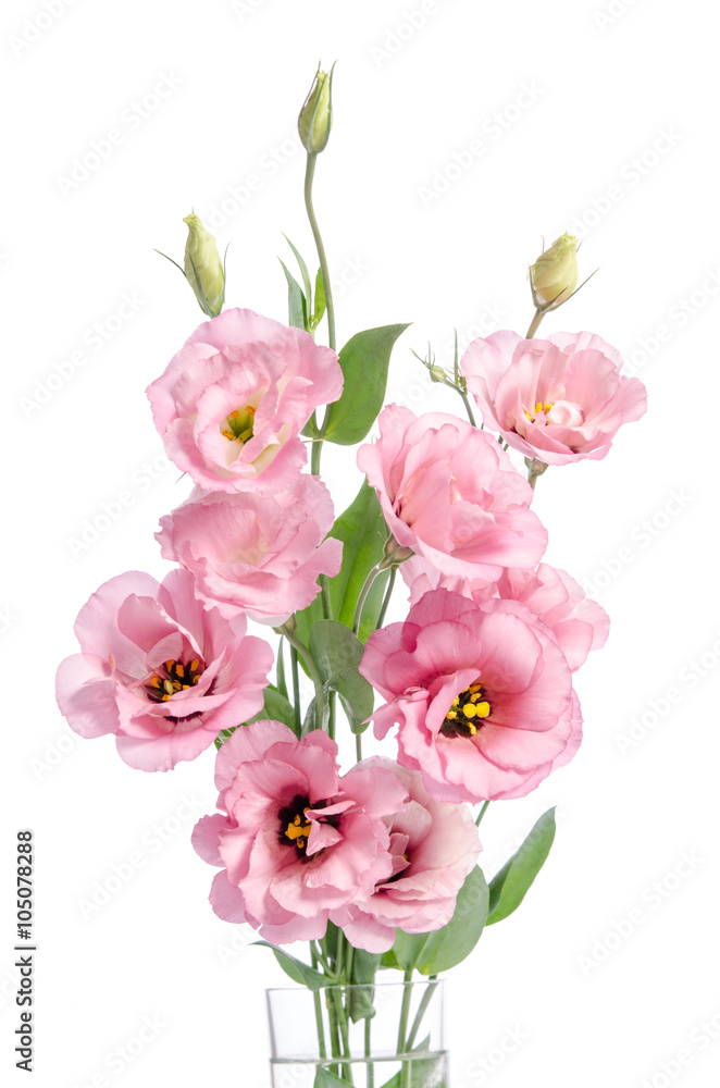 Naklejka premium bunch of pink eustoma flowers in glass vase isolated on white