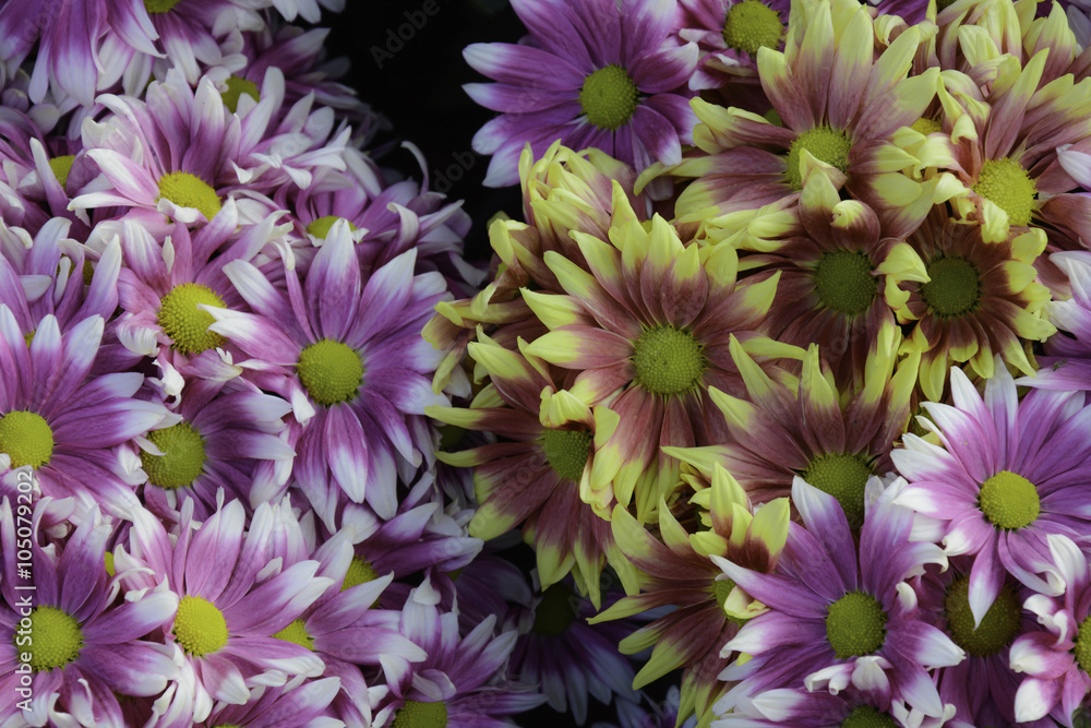 Obraz premium Flower Chrysanthemum